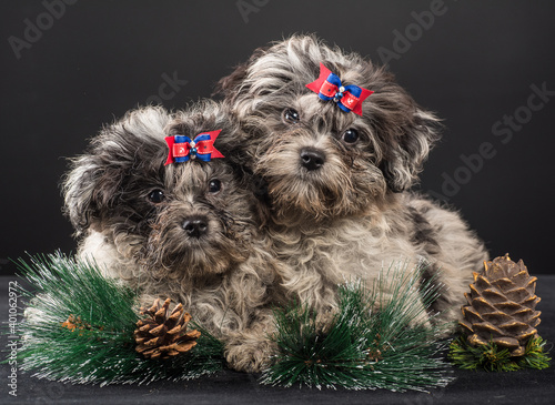 Puppy of a colored bole in the studio is waiting for the New Year photo