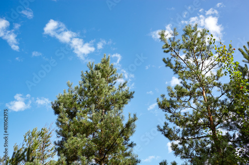 Pine trees against a blue sky with clouds on a sunny day © supersomik