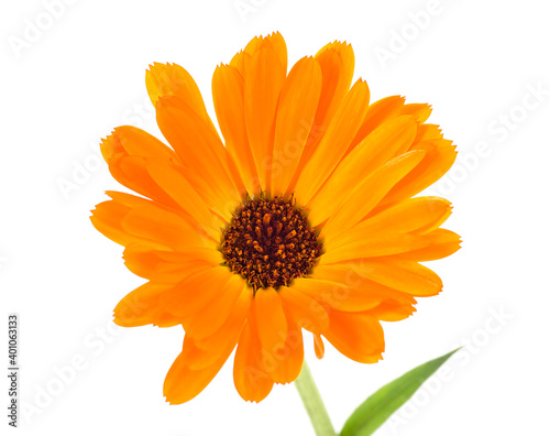 Marigold - close up of the flower of marigold isolated on a white background  selective focus. Calendula officinalis. Medicinal herb.