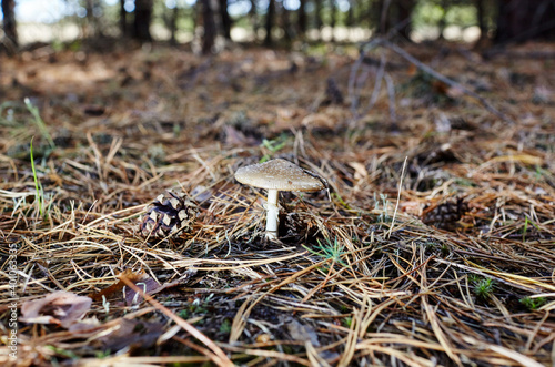 Toxic and hallucinogen mushroom Fly Agaric in needles and leaves on autumn forest background. Amanita Muscaria  poisonous mushroom