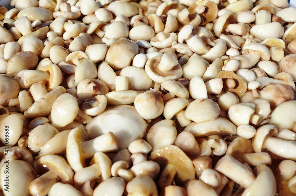 Clean, peeled Suillus mushrooms in metal pan. Fresh uncooked mushrooms background Clean, peeled Suillus mushrooms in metal pan. Fresh uncooked mushrooms background