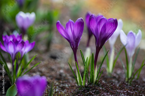 Purple crocus flowers in the early spring garden