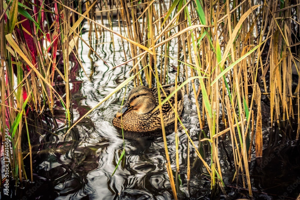 Obraz premium duck in the grass