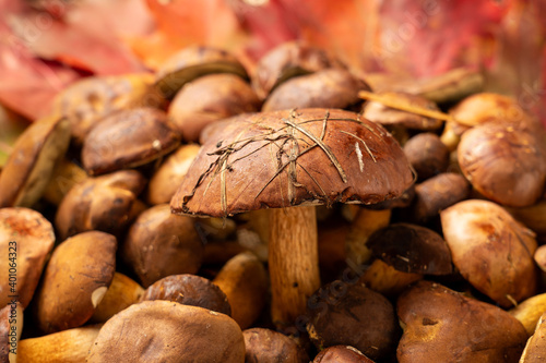 Thanksgiving day background decorated with forest mushrooms and autumn leaves. Autumn still life. Halloween holiday.