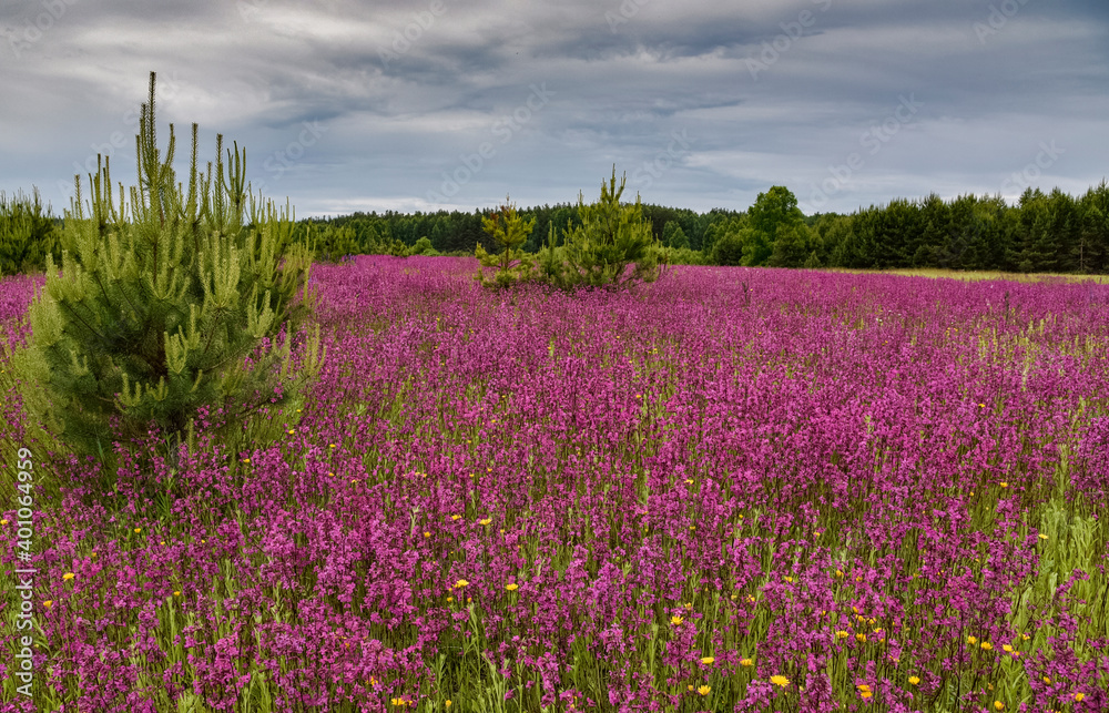 Bright blooming pink field near a small forest