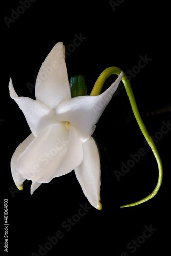 Angraecum Orchid Flower (Angraecum magdalenae) photo