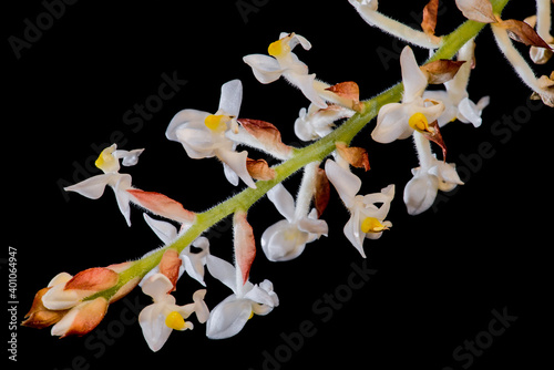 Flowers of the Jewel Orchid (Ludisia discolor) photo