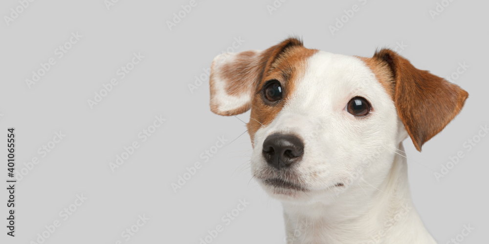 Close-up photo of the dog. Only the dog head is in the frame Close-up photo of the dog. Only the dog head is in the frame
