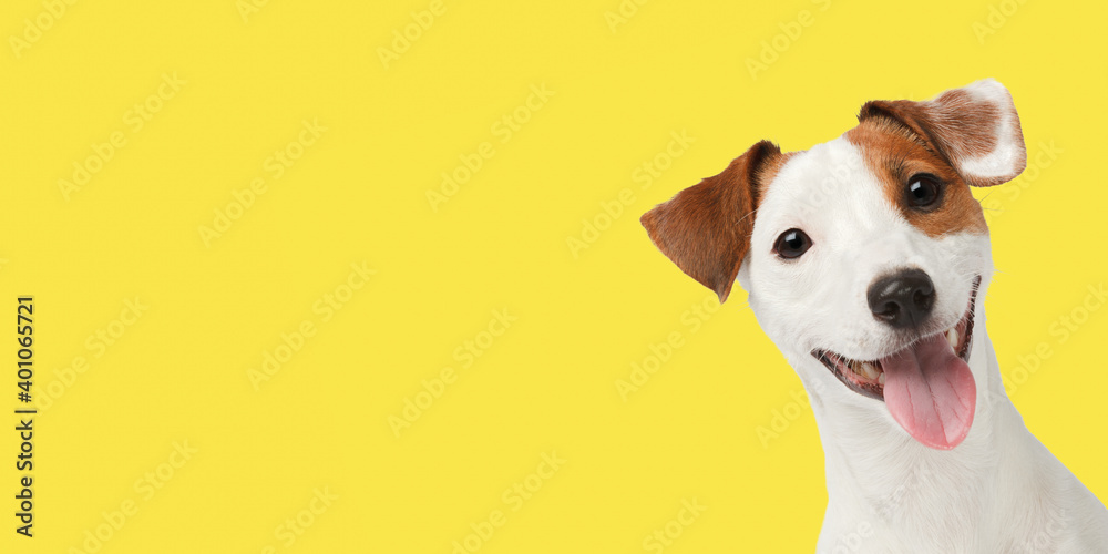 Smiling dog closeup portrait isolated on bright yellow background