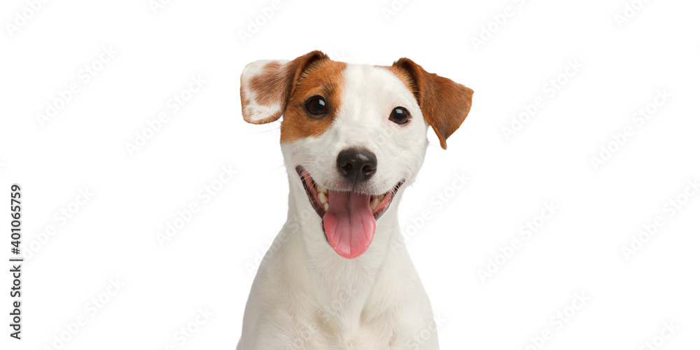 Dog smiling. Funny Jack Russell Terrier portrait isolated on white background