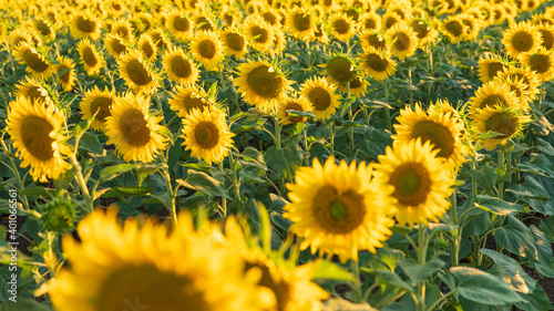 close up view to rows of sunflowers in summer day