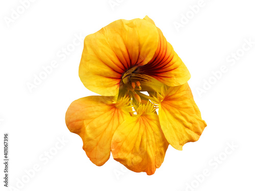 Isolated yellow flower tropaeolum or nasturtium.