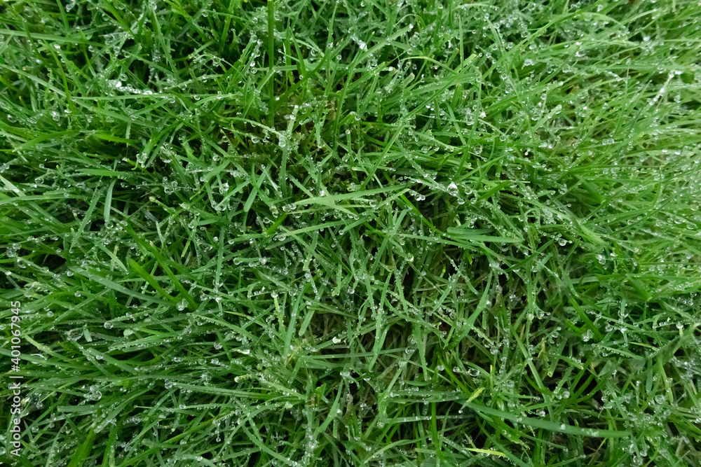Spring season sunny lawn mowing in the garden with drops of water dew. Lawn blur with soft light for background. Spring season sunny lawn mowing in the garden with drops of water dew. Lawn blur with soft light for background.