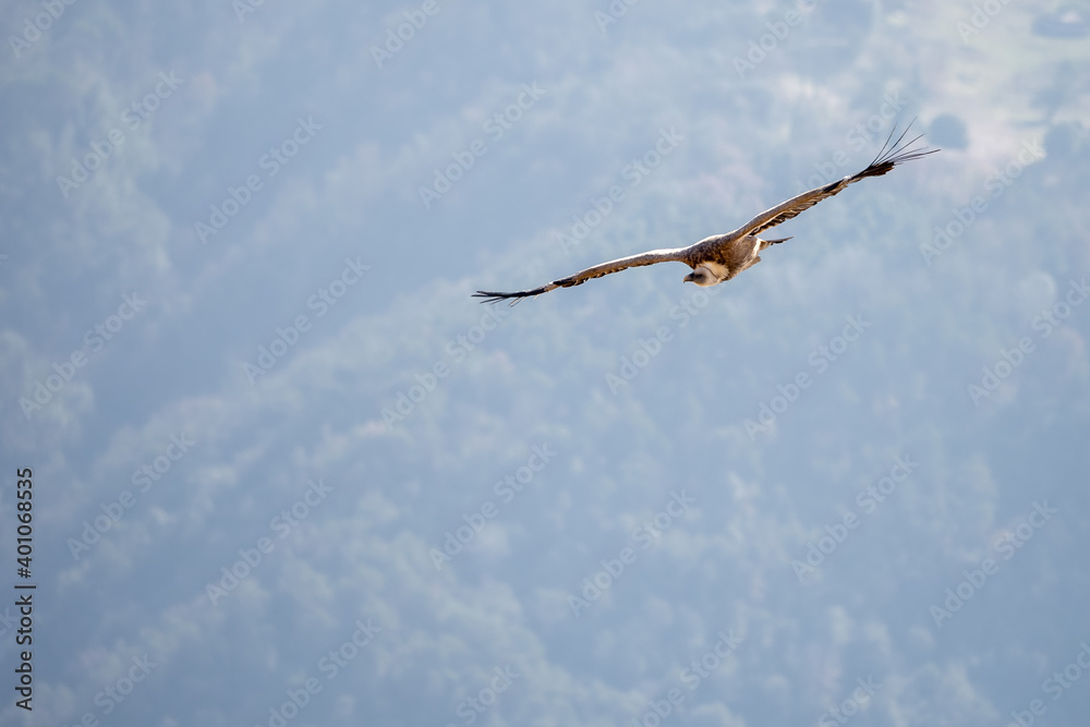 Griffon Vulture (Gyps Fulvus) soaring over Sau Reservoir in Osona, Catalunya Griffon Vulture (Gyps Fulvus) soaring over Sau Reservoir in Osona, Catalunya