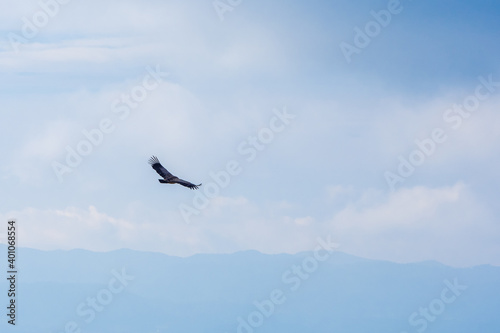 Griffon Vulture (Gyps Fulvus) soaring over Sau Reservoir in Osona, Catalunya