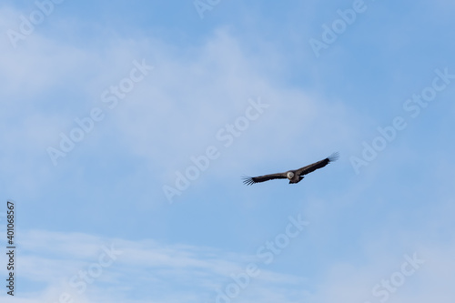 Griffon Vulture (Gyps Fulvus) soaring over Sau Reservoir in Osona, Catalunya