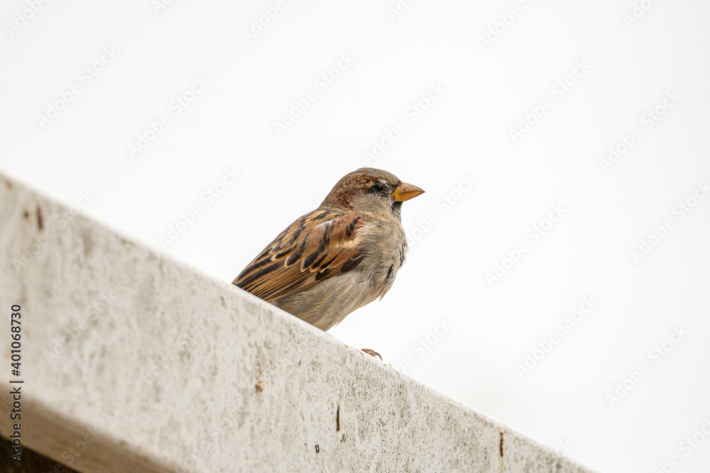 Sparrow perched on a fence. Sparrow perched on a fence.