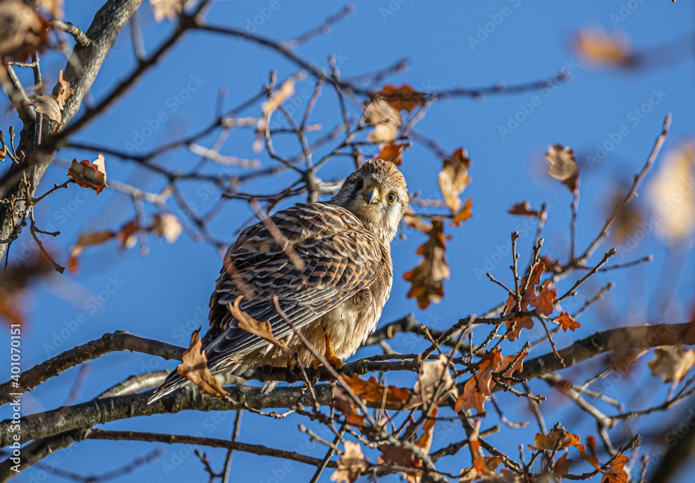 Nahaufnahme von einem Falken, Raubvogel, Herbst Nahaufnahme von einem Falken, Raubvogel, Herbst