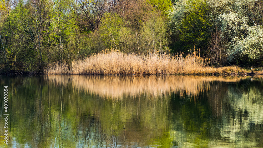 Spring landscape at lake, trees and reedss  symmetrically reflected in water