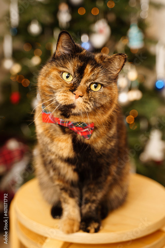 Christmas cat with festive red bow tie looking at camera. Bright New Year tree lights on background