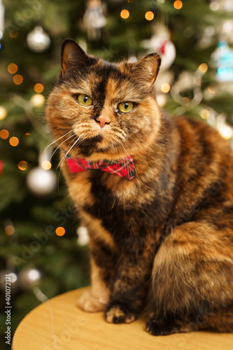 Christmas cat with festive red bow tie looking at camera. Bright New Year tree lights on background © Алёна Кузьмина
