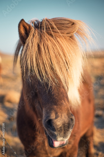 Icelandic horse sticking its tongue out