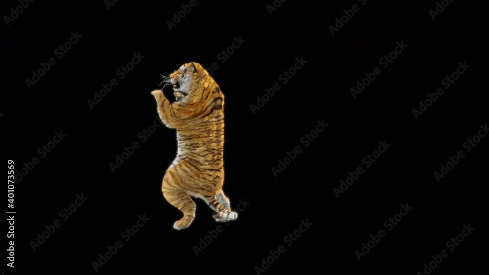 Tiger Dancing, 3d rendering, animal realistic, cartoon, Animation Loop,  Included in the end of the clip With Alpha Matte.