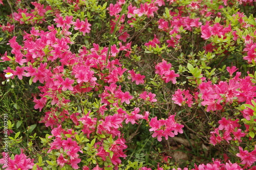 Wallpaper Mural 節度・慎みの花言葉のつつじ、輝くようなピンク色の花弁 Torontodigital.ca