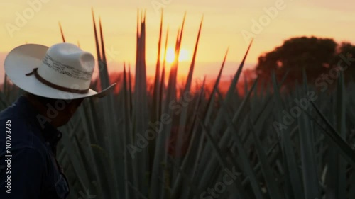 Jimador removing leaves of agave plants at sunset photo