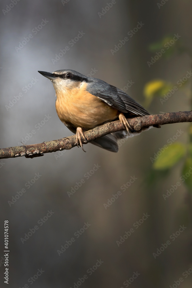 Fototapeta premium Nuthatch sitting on a branch