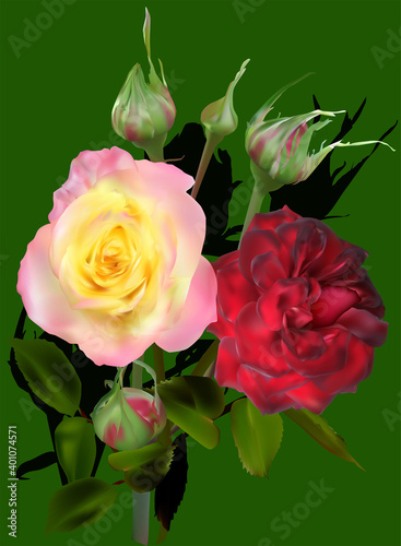 two rose flowers bunch isolated on dark green background