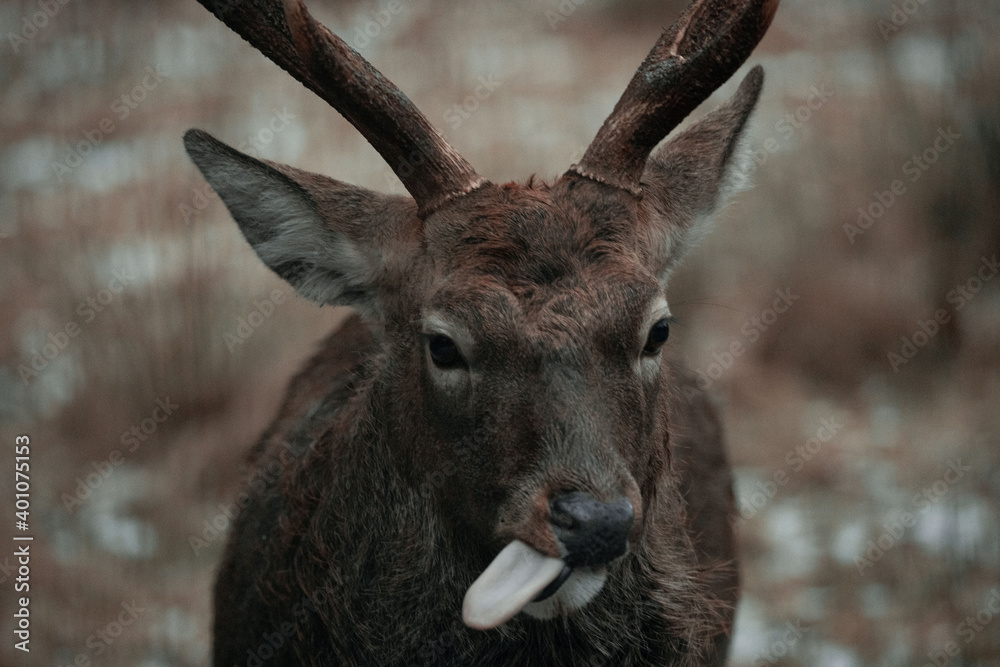 Fototapeta premium Fallow deer fawn eating a leaf