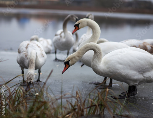 Fototapeta Naklejka Na Ścianę i Meble -  swans on the lake on a foggy winter day