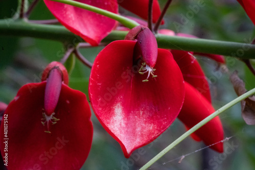 Ceibo Tree in Flower. National Flower of the Argentine Republic