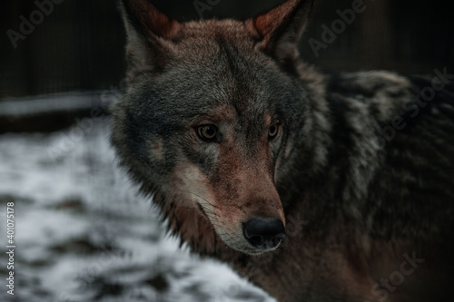 A look straight into your soul of a severe wolf female. Menacing expression of the young, two year old, european wolf, very beautiful animal and extreamly dangerous .