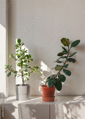 Two room plants in pots on white furniture cast shadows at plain wall as sun shines from side