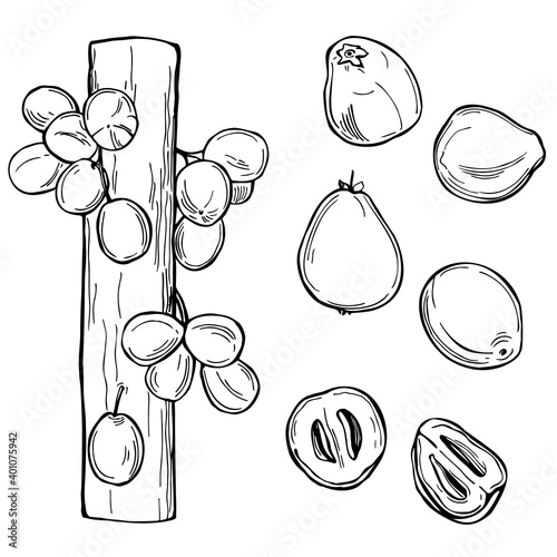 Davidson's plum. Vector illustration.