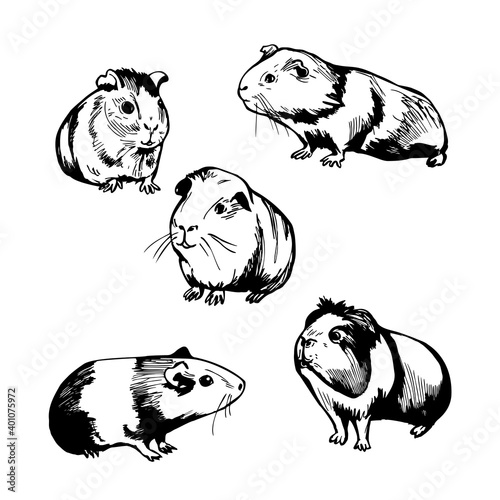 Guinea pigs. Vector   illustration.