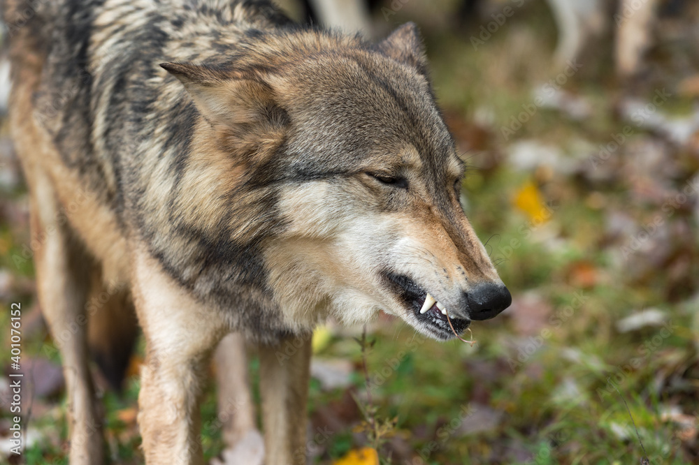 Grey Wolf (Canis lupus) Bares Canine Tooth Autumn