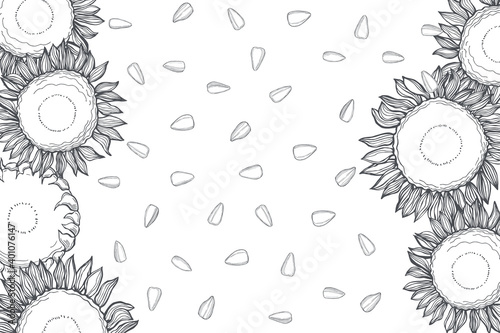 Sunflower. Flowers and seeds. Vector background.