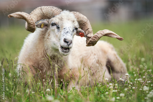 Sheep with twisted horns   Traditional Slovak breed - Original Valaska   resting in spring meadow grass  eyes half closed