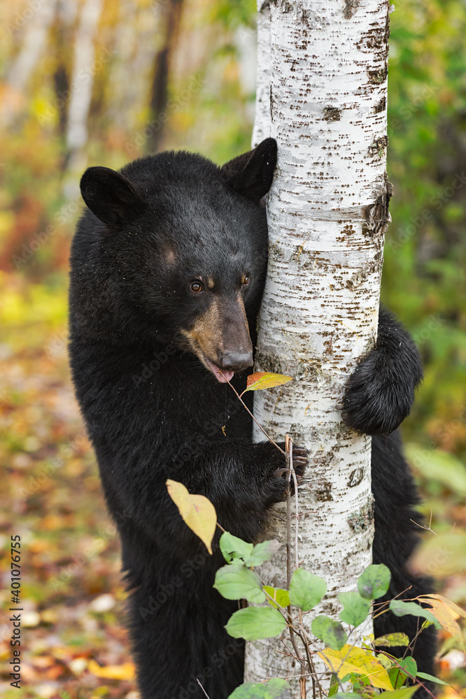 Fototapeta premium Black Bear (Ursus americanus) Holds on to Birch Tree While Licking Leaf Autumn