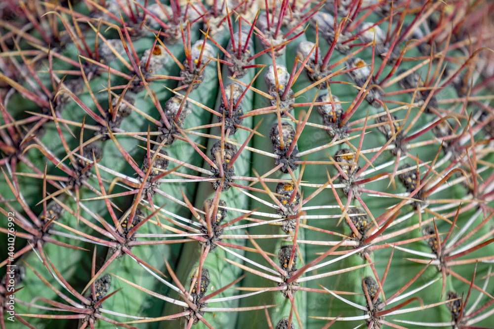 Obraz premium Cactus. Rare exotic succulent from the family of the perennial flowering plants