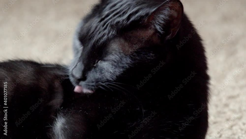 Black stray cat lays down in living room carpet and licks and cleans its dark hair of bugs, dirt, and dandruff. Black stray cat lays down in living room carpet and licks and cleans its dark hair of bugs, dirt, and dandruff.