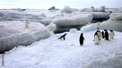 Adelie penguins in natural habitat