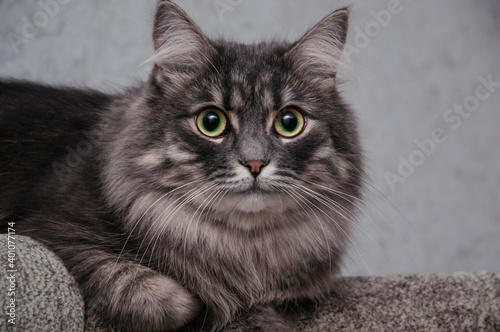 Close up picture of a grey Siberian cat with big green-yellow eyes looking on the camera with white whiskers and red nose. Domestic animal sitting on a gray background. Copy space with a pet.