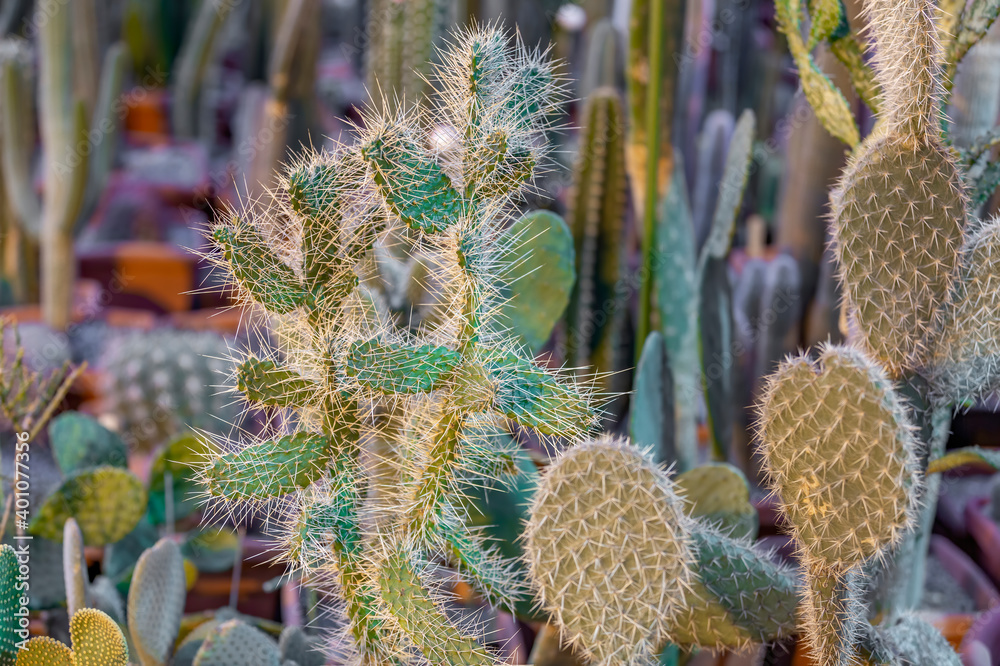 Cactus. Rare exotic succulent from the family of the perennial flowering plants
