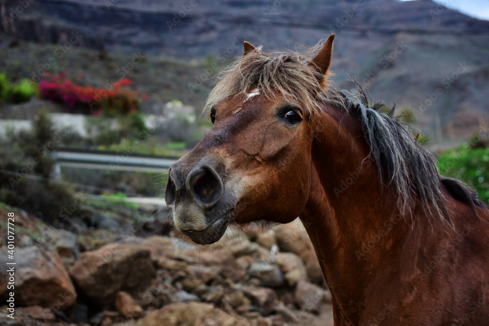 Obraz premium herausfordernde Stute