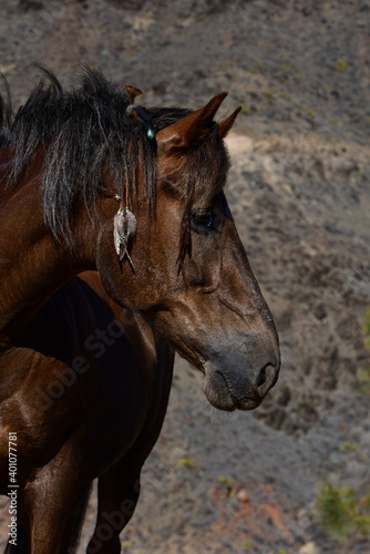 Indianer Pferdeportrait