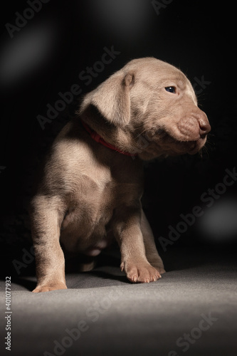 Weimaraner Welpen im Studio